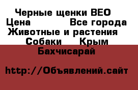 Черные щенки ВЕО › Цена ­ 5 000 - Все города Животные и растения » Собаки   . Крым,Бахчисарай